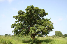 Load image into Gallery viewer, Shea Butter  ~ Sandalwood