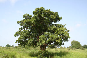Cocoa Shea Butter